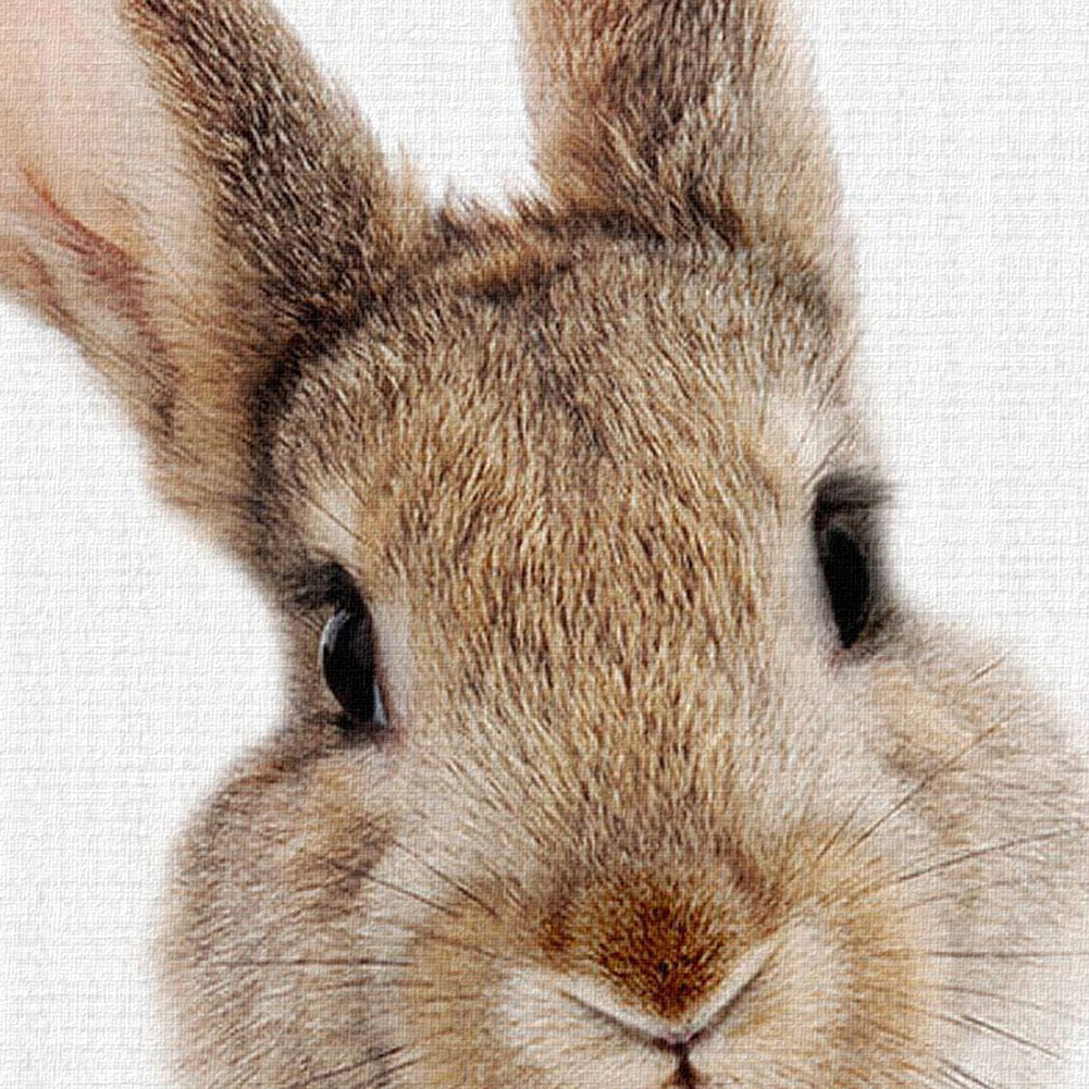 Cute Animal Rabbit Canvas Poster No Frame Painting Art Office Room Wall Picture