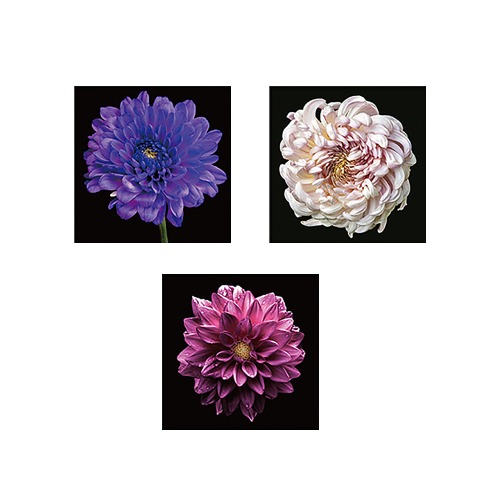 3Pcs Chrysanthemum Flower Painting Living Room Wall Decorative Picture Decor