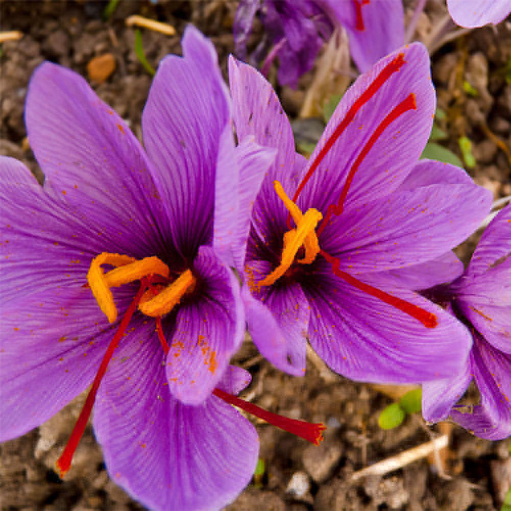 1000Pcs Saffron Crocus Seeds Plant Home Garden Bonsai Ornamental Flower Decor