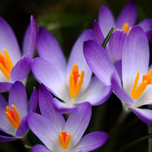 200Pcs Saffron Crocus Seeds Plant Home Garden Bonsai Ornamental Flower Decor