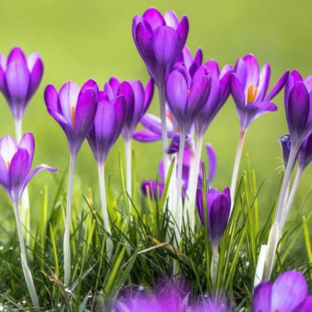 200Pcs Saffron Crocus Seeds Plant Home Garden Bonsai Ornamental Flower Decor