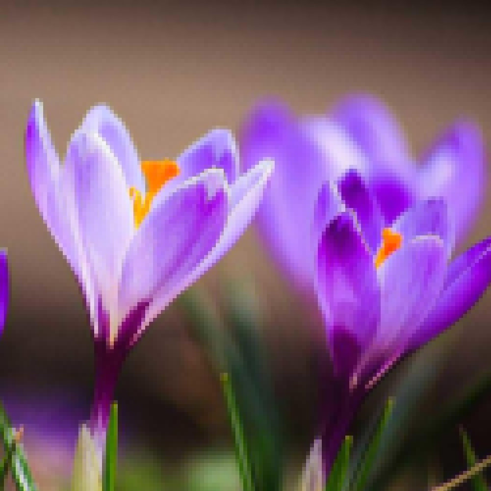 200Pcs Saffron Crocus Seeds Plant Home Garden Bonsai Ornamental Flower Decor