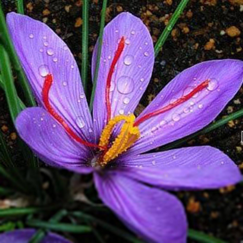 200Pcs Saffron Crocus Seeds Plant Home Garden Bonsai Ornamental Flower Decor