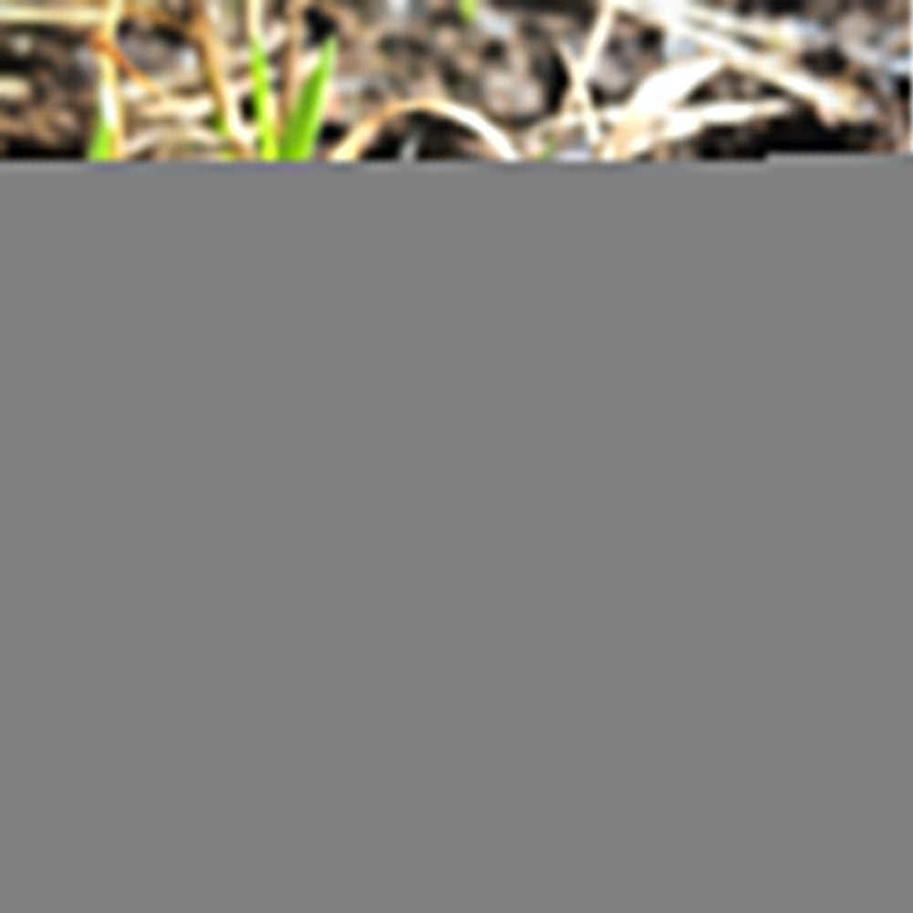 30Pcs Sweet Grass Seeds Herbs Easy Grow Plant Garden Balcony Farm Yard Decor