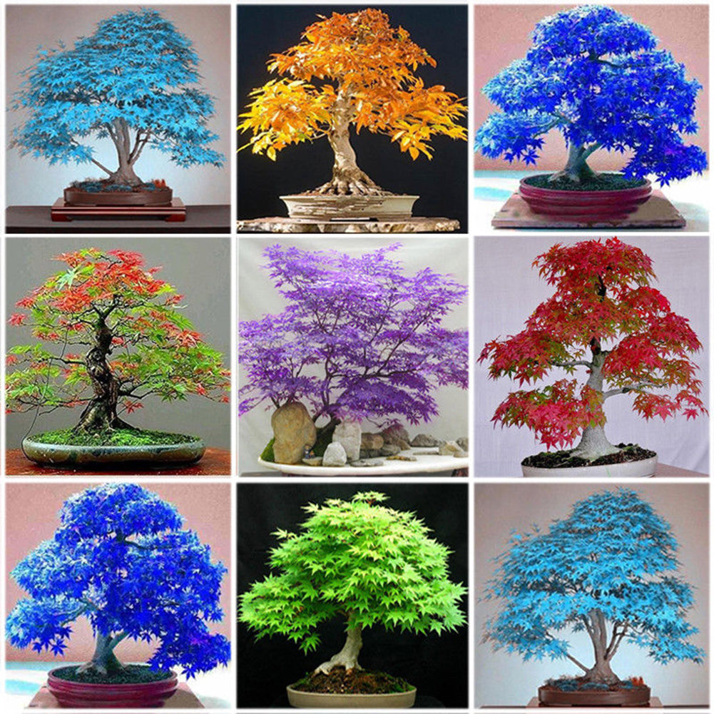 30Pcs Japanese Maple Tree Seeds Acer Palmatum Plant Home Garden Bonsai Decor
