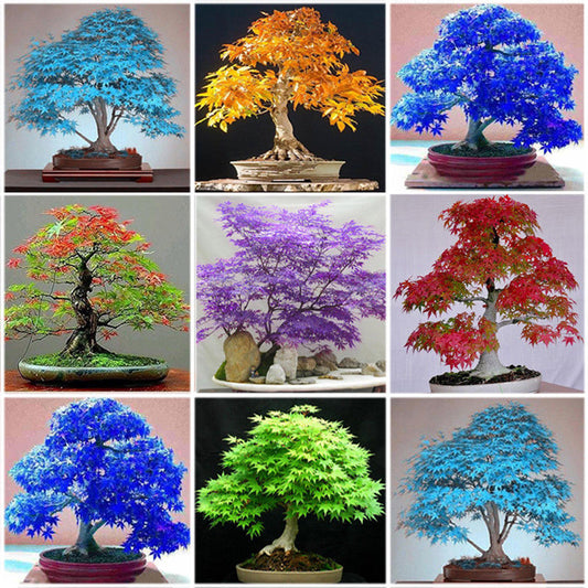 30Pcs Japanese Maple Tree Seeds Acer Palmatum Plant Home Garden Bonsai Decor