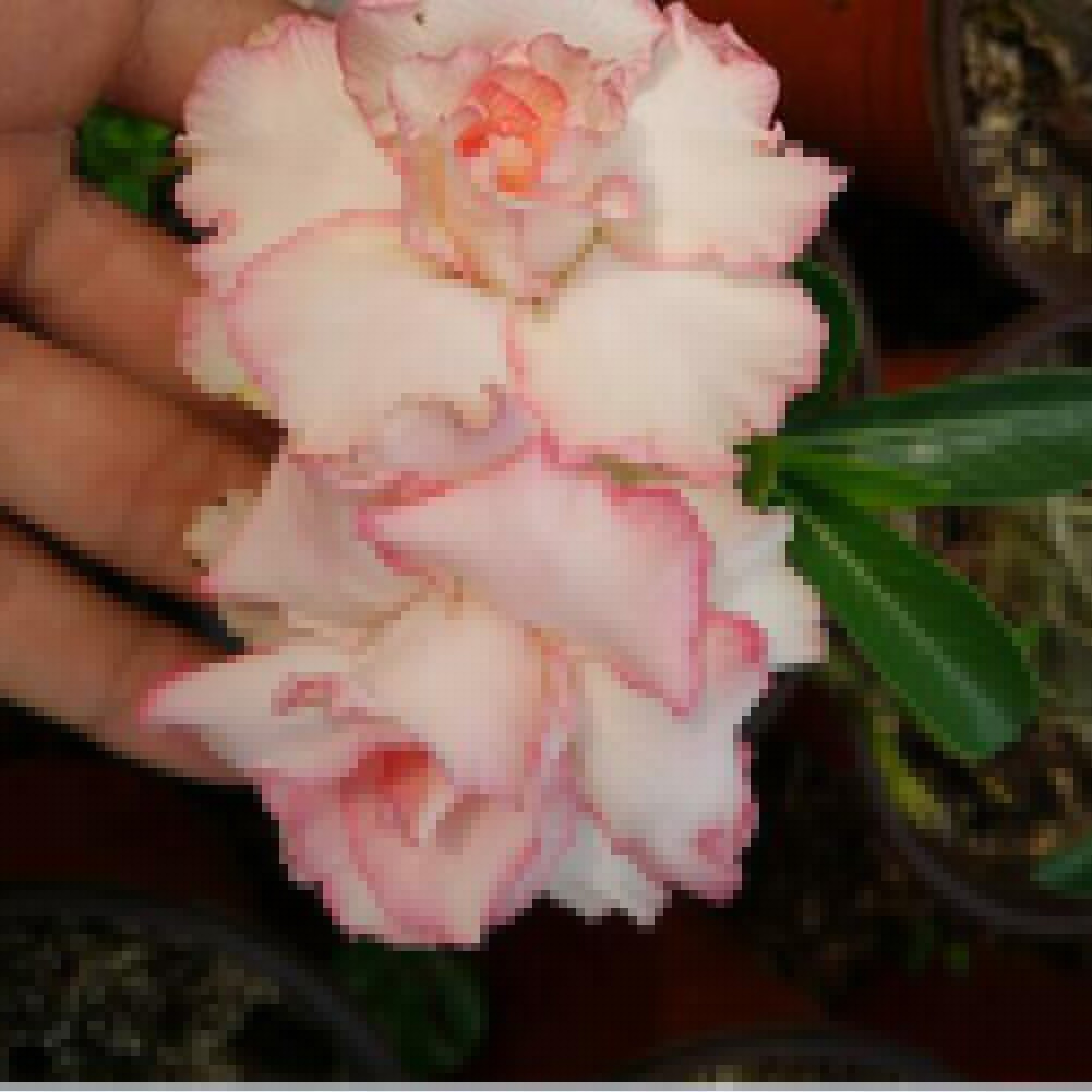 5Pcs Rare Desert Rose Seeds Adenium Obesum Flower Plant Home Office Bonsai Decor