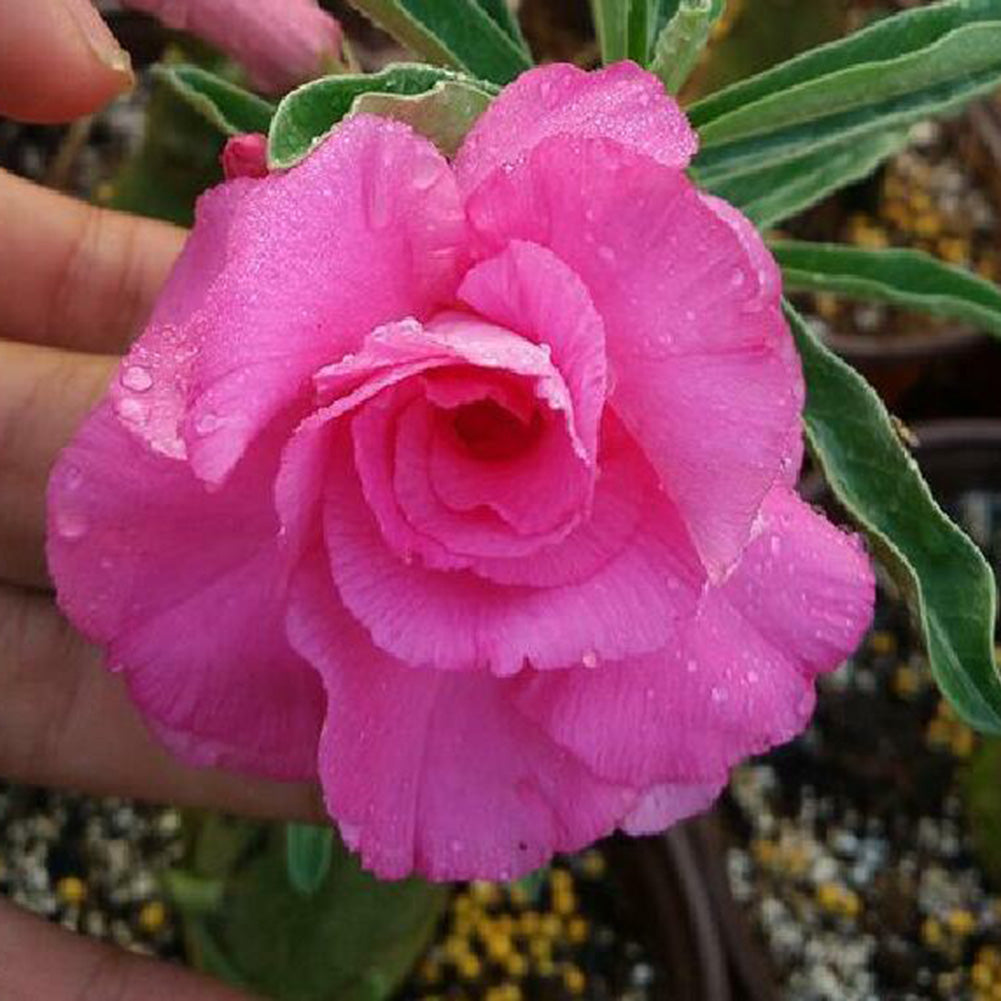5Pcs Rare Desert Rose Seeds Adenium Obesum Flower Plant Home Office Bonsai Decor
