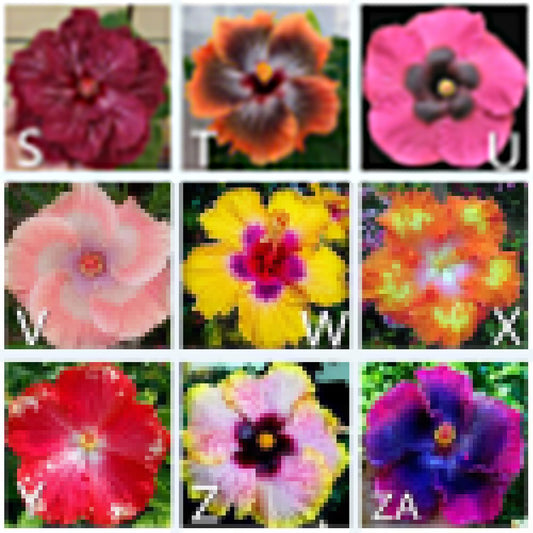 100Pcs Mixed Color Hibiscus Flower Seed Potted Plant Garden Bonsai Balcony Decor