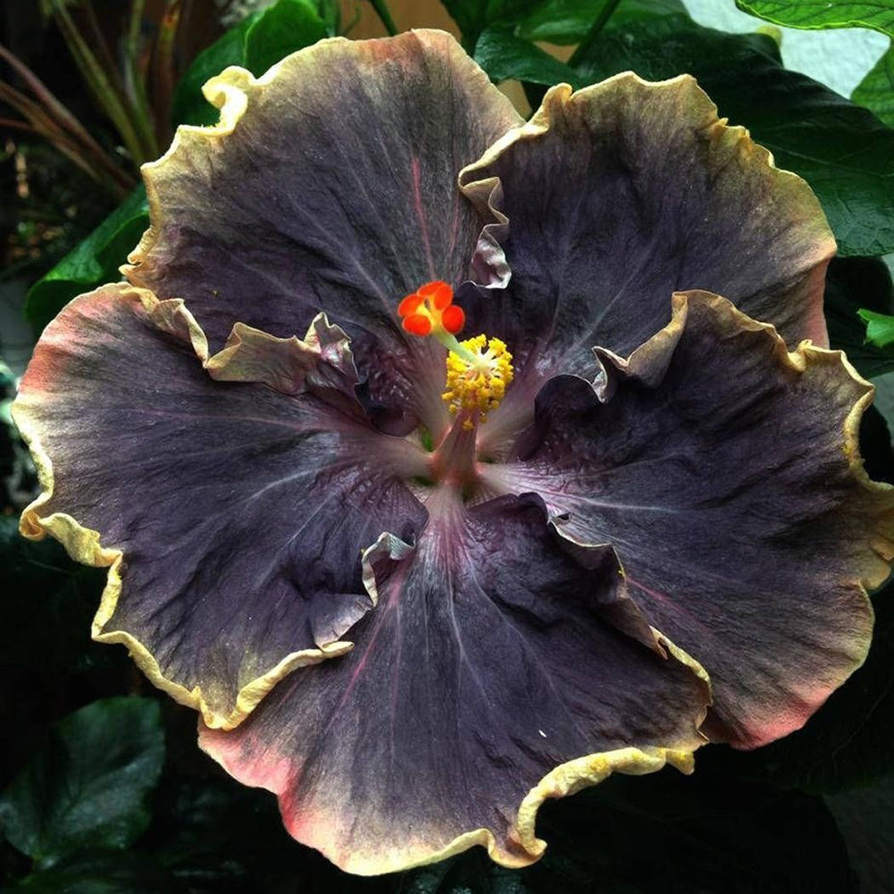 100Pcs Mixed Color Hibiscus Flower Seed Potted Plant Garden Bonsai Balcony Decor