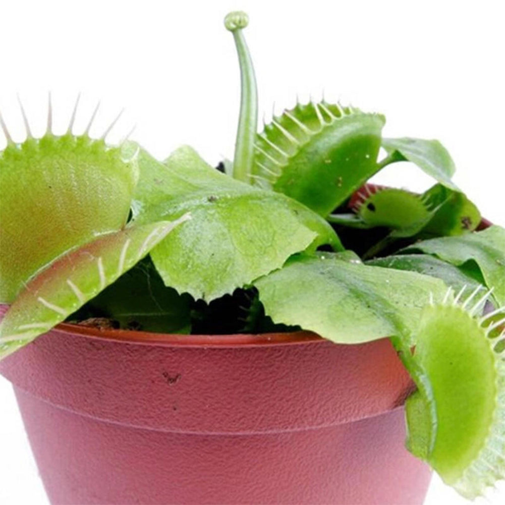 10 Pcs Potted Insectivorous Seeds Dionaea Giant Clip Flytrap Carnivorous Plant