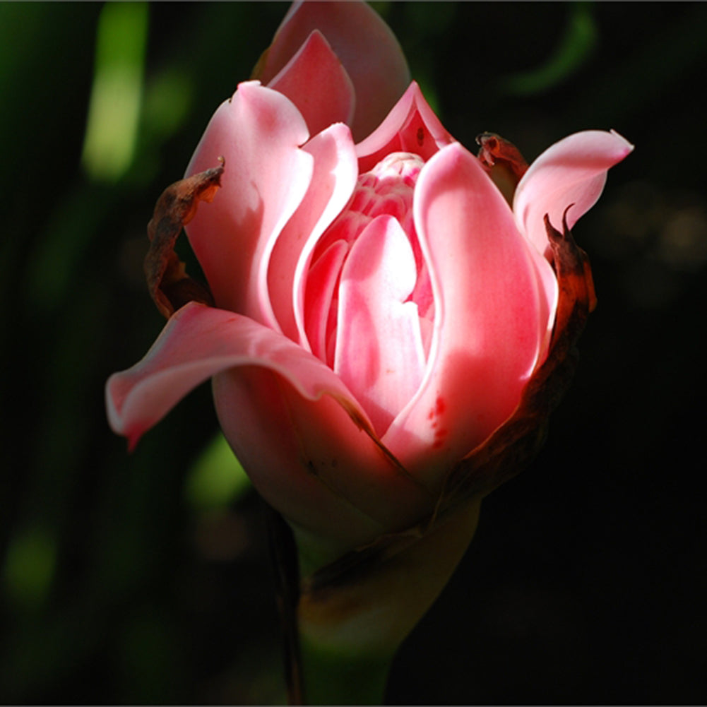 100Pcs Torch Ginger Rare Flower Etlingera Elatior Seeds Unique Ornamental Plant