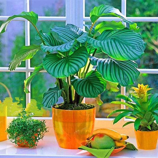 100Pcs Calathea Pineapple Flower Mixed Potted Plant Bonsai Seeds Desk Decor