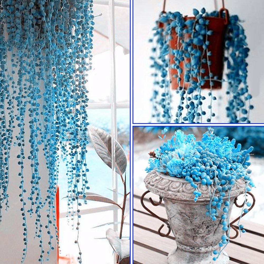 50Pcs Rare Blue Pearl Chlorophytum Seeds Potted Plant Anti Radiation Home Decor