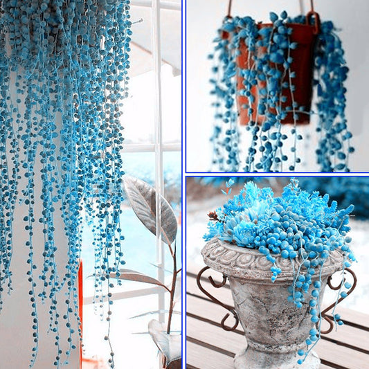 50Pcs Rare Blue Pearl Chlorophytum Seeds Potted Plant Anti Radiation Home Decor