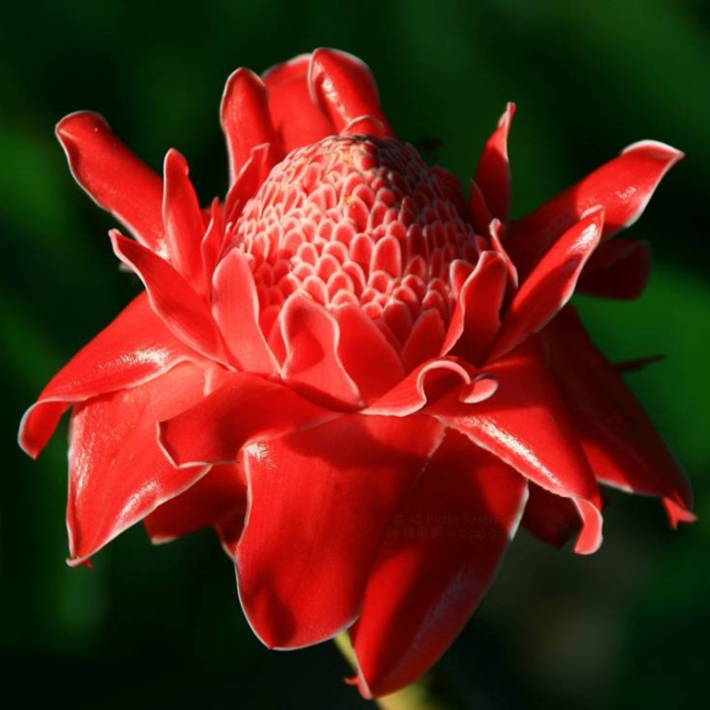 100Pcs Torch Ginger Rare Flower Etlingera Elatior Seeds Unique Ornamental Plant