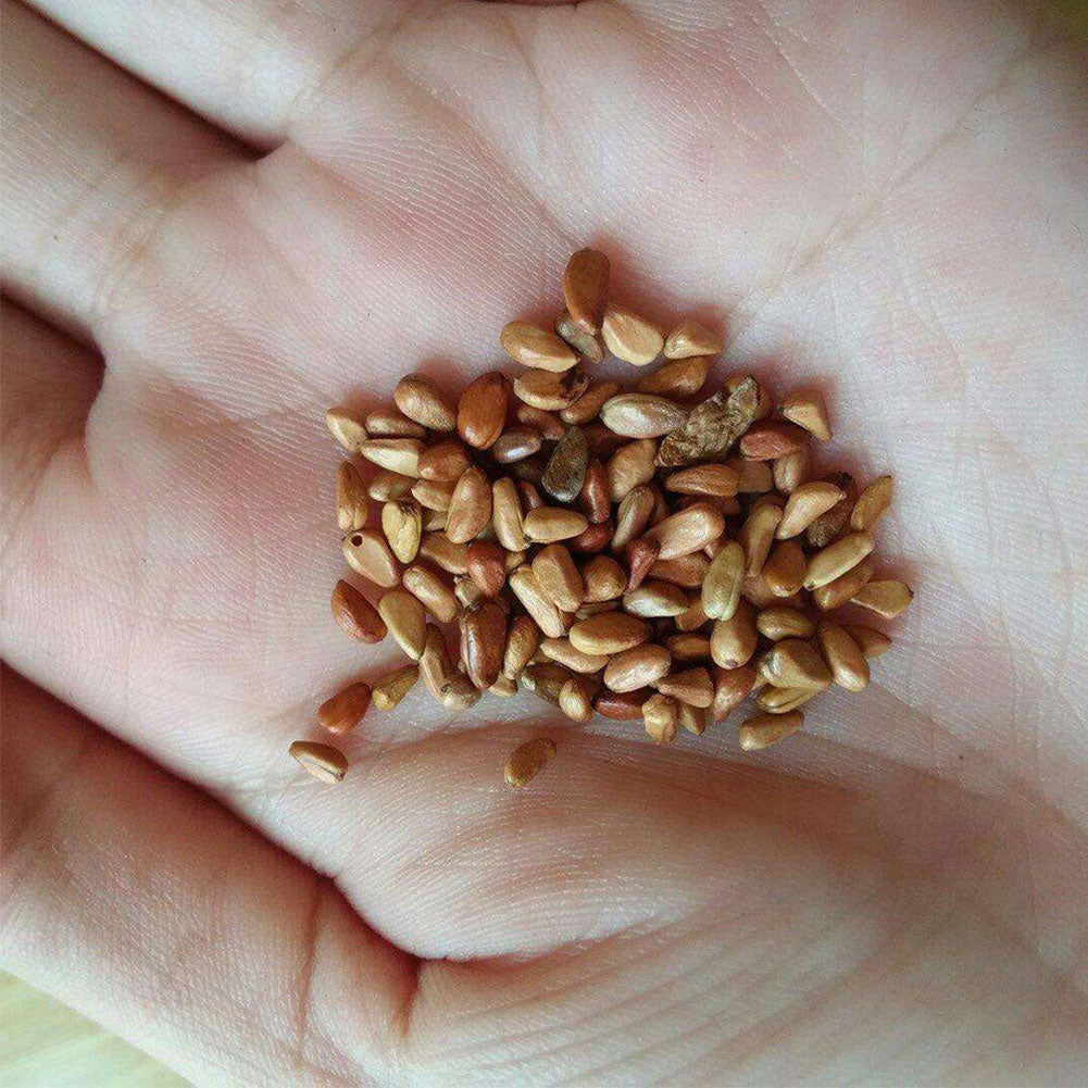 50Pcs Pink White Rose Seeds Flower Perennial Balcony Yard Garden Bonsai Decor