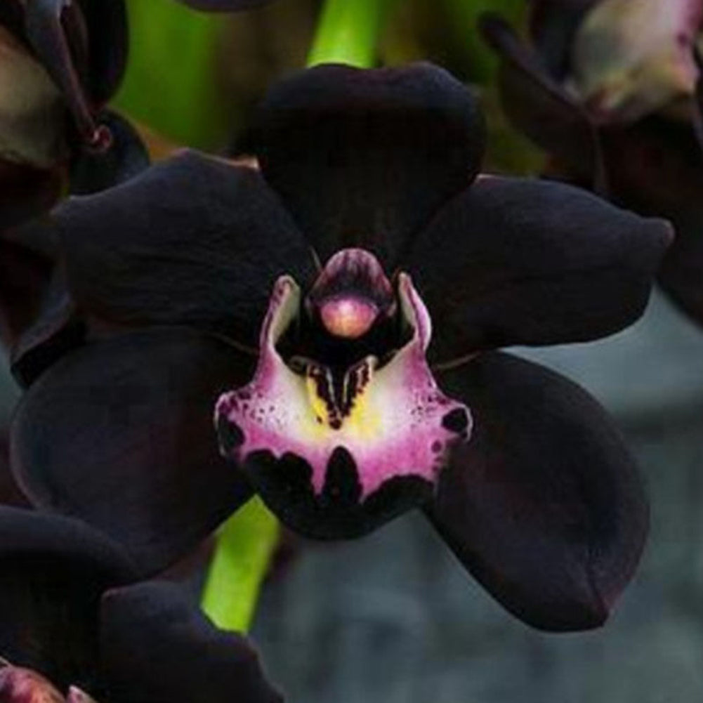 100Pcs Rare Black Cymbidium Faberi Orchid Flower Seeds Home Garden Decoration