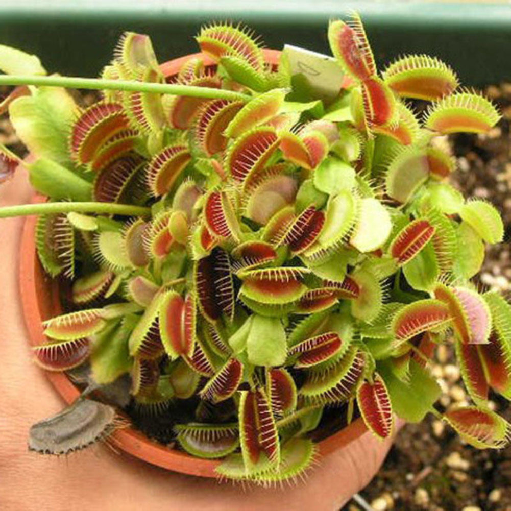 10 Pcs Potted Insectivorous Seeds Dionaea Giant Clip Flytrap Carnivorous Plant