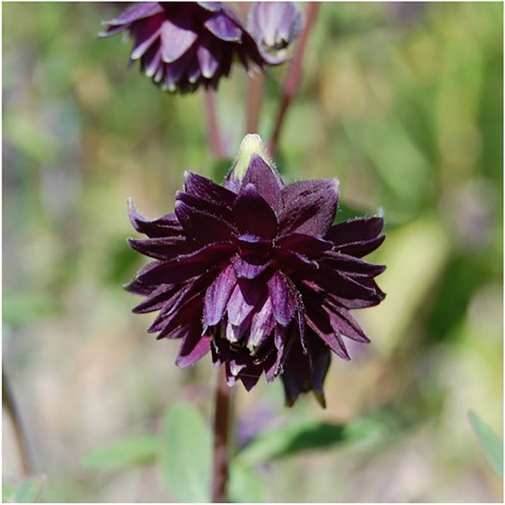 50Pcs Black Barlow Columbine Seeds Aquilegia Vulgaris Home Garden Flower Plant