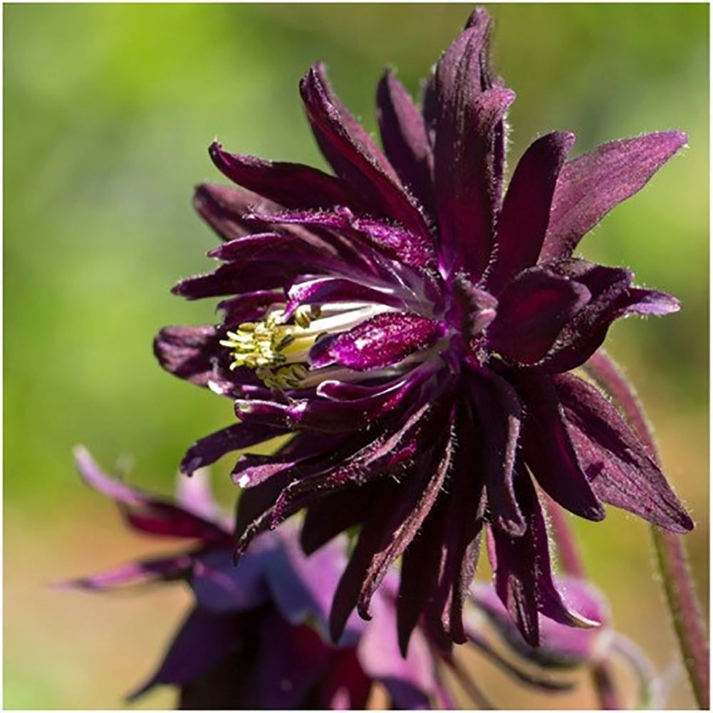 50Pcs Black Barlow Columbine Seeds Aquilegia Vulgaris Home Garden Flower Plant