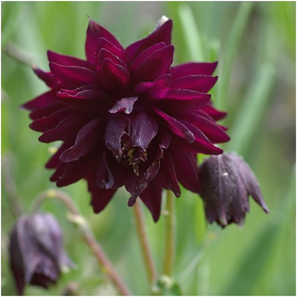 50Pcs Black Barlow Columbine Seeds Aquilegia Vulgaris Home Garden Flower Plant