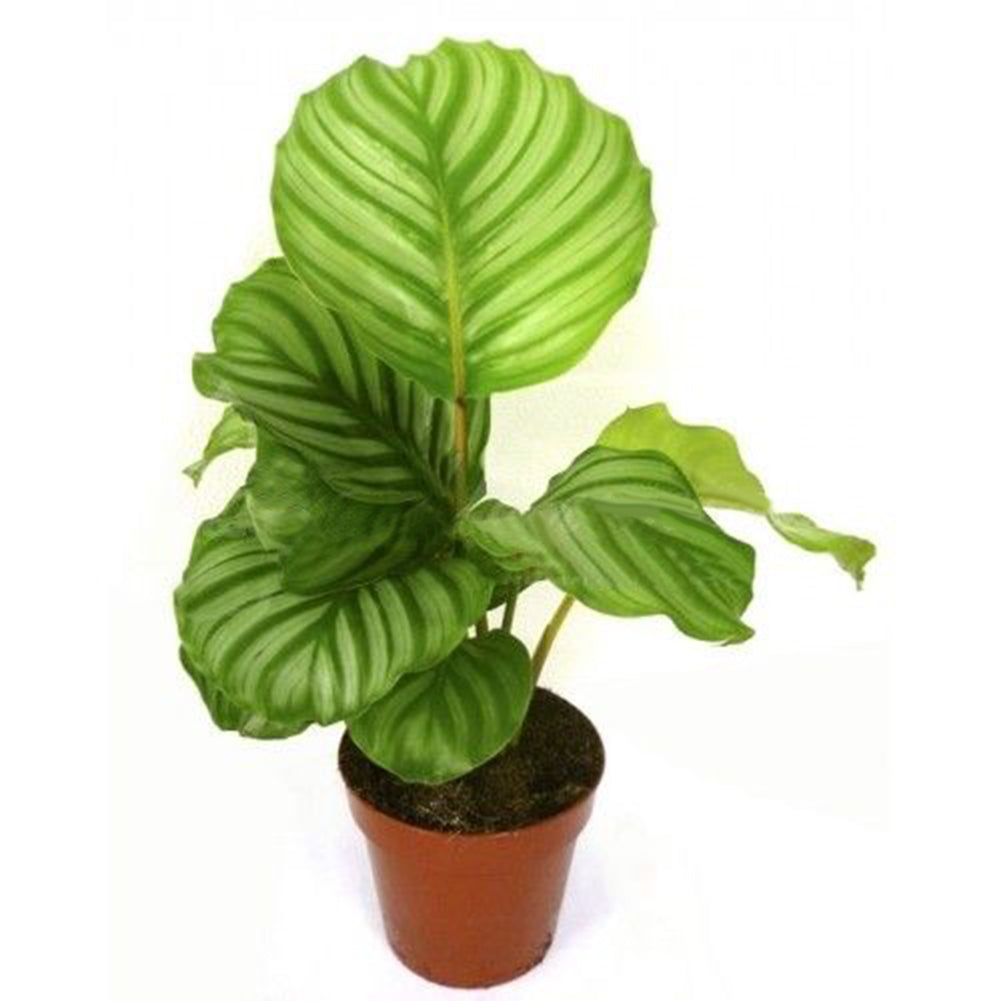 100Pcs Calathea Pineapple Flower Mixed Potted Plant Bonsai Seeds Desk Decor