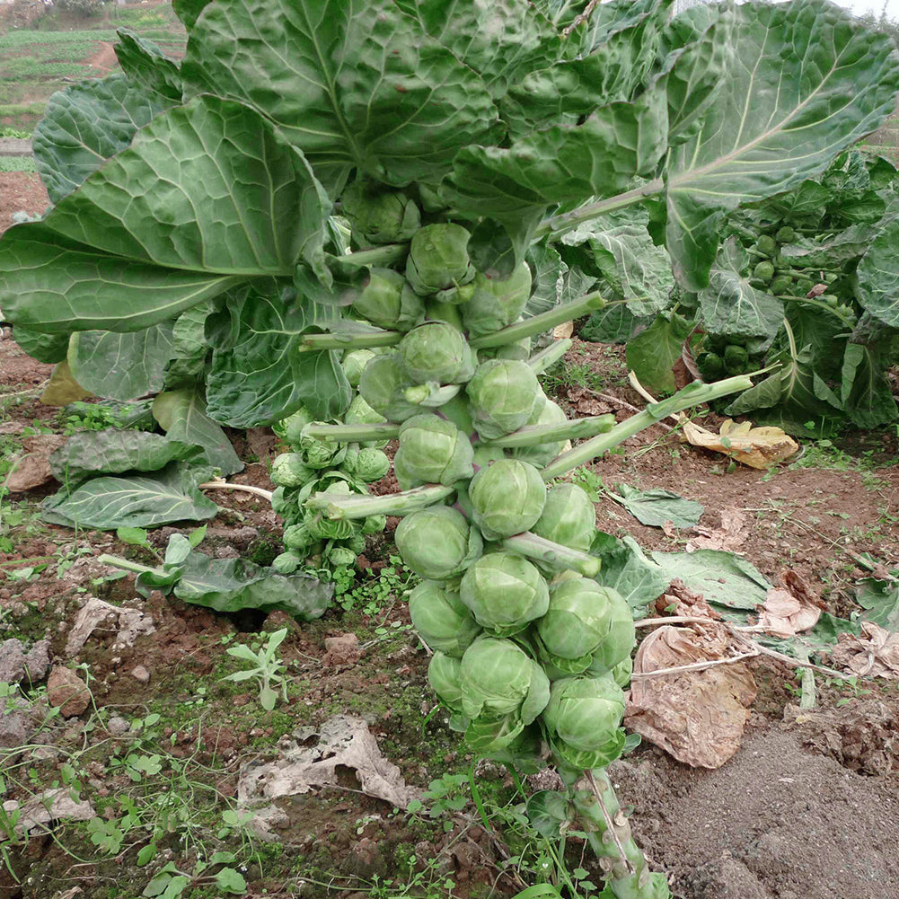 100Pcs Home Organic Vegetables Brussels Sprouts Cabbage Brassica Oleracea Seeds