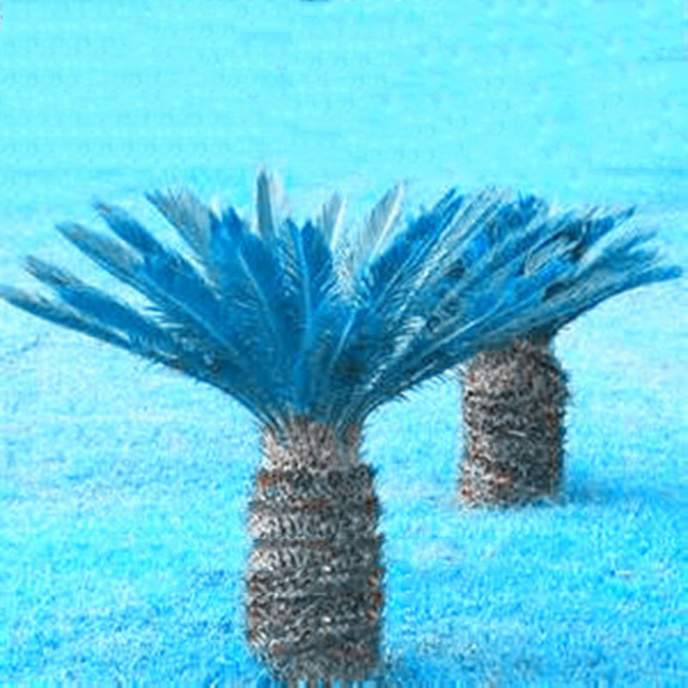 100 Pcs Blue Sago Palm Tree Seeds Cycad Bonsai Planting Home Garden Decoration