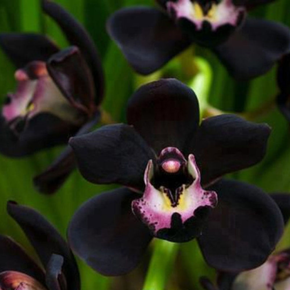 100Pcs Rare Black Cymbidium Faberi Orchid Flower Seeds Home Garden Decoration