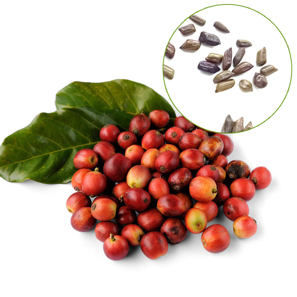 100 Pcs Coffee Bean Seeds Awesome Easy to Grow DIY Home Garden Seeds Decor