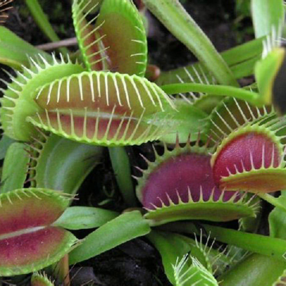 10 Pcs Potted Insectivorous Seeds Dionaea Giant Clip Flytrap Carnivorous Plant