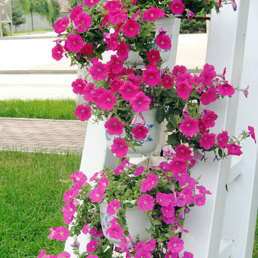 50Pcs Morning Glory Seeds Hanging Petunia Home Garden Potted Flowers Ornament