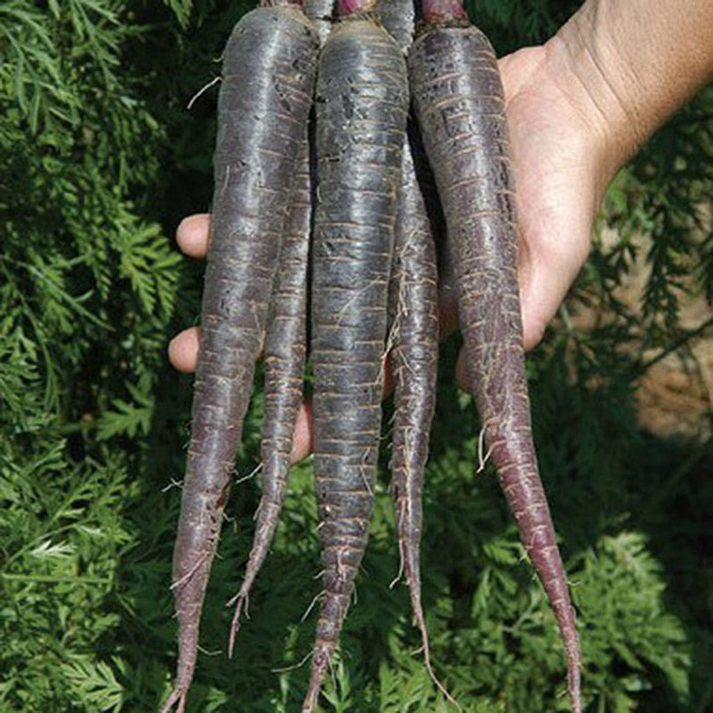 100 Pcs Purple Dragon Carrot Seeds Stunning Heirloom Delicious Vegetable Fruit