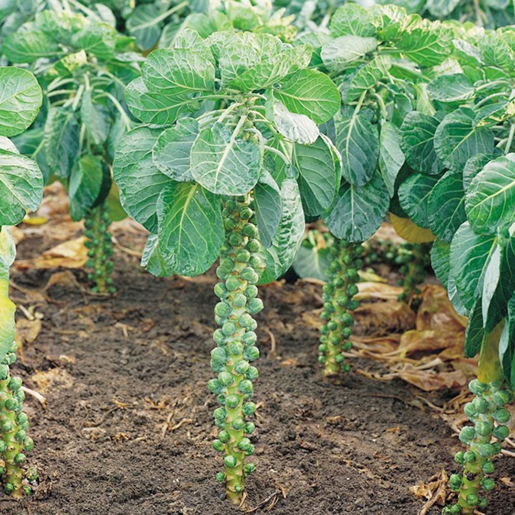 100Pcs Home Organic Vegetables Brussels Sprouts Cabbage Brassica Oleracea Seeds