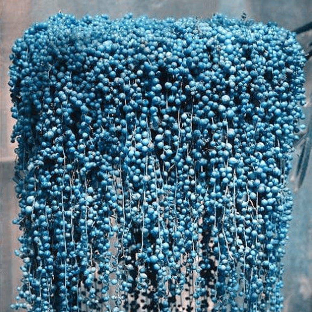 50Pcs Rare Blue Pearl Chlorophytum Seeds Potted Plant Anti Radiation Home Decor