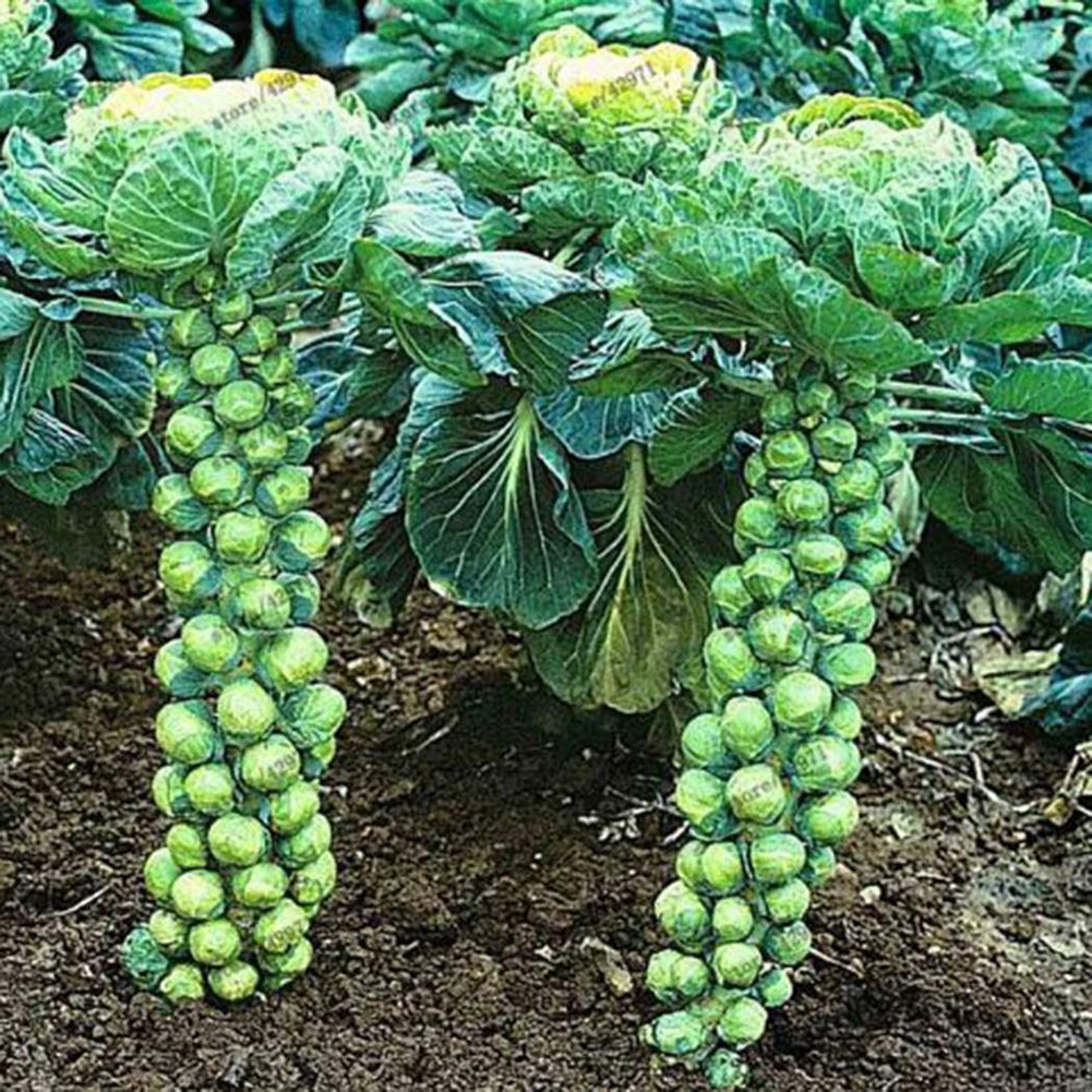 100Pcs Home Organic Vegetables Brussels Sprouts Cabbage Brassica Oleracea Seeds