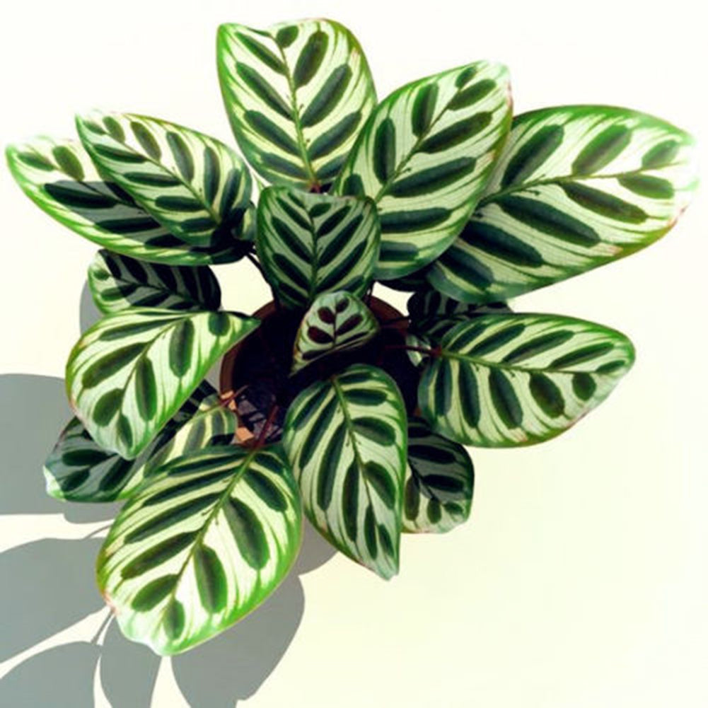 100Pcs Calathea Pineapple Flower Mixed Potted Plant Bonsai Seeds Desk Decor