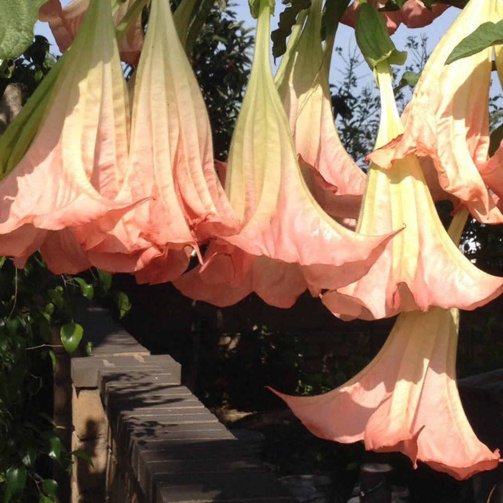 40Pcs Beautiful Red Mandala Datura Seeds Garden Yard Plant Flower Ornament