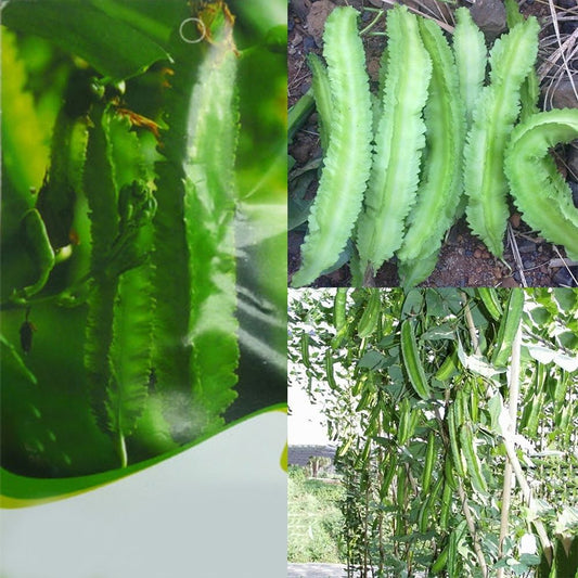 20Pcs DIY Asparagus Pea Seeds Winged Bean Organic Garden Delicious Vegetable