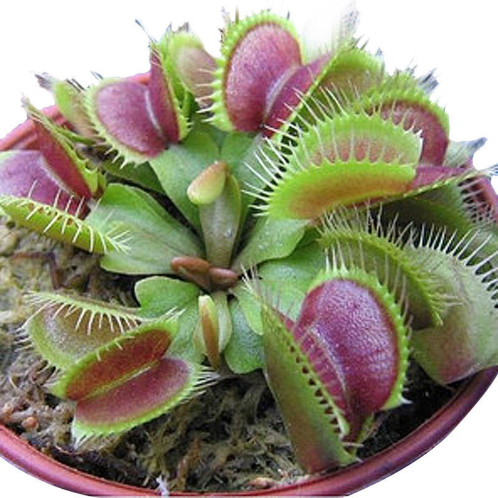 10 Pcs Potted Insectivorous Seeds Dionaea Giant Clip Flytrap Carnivorous Plant