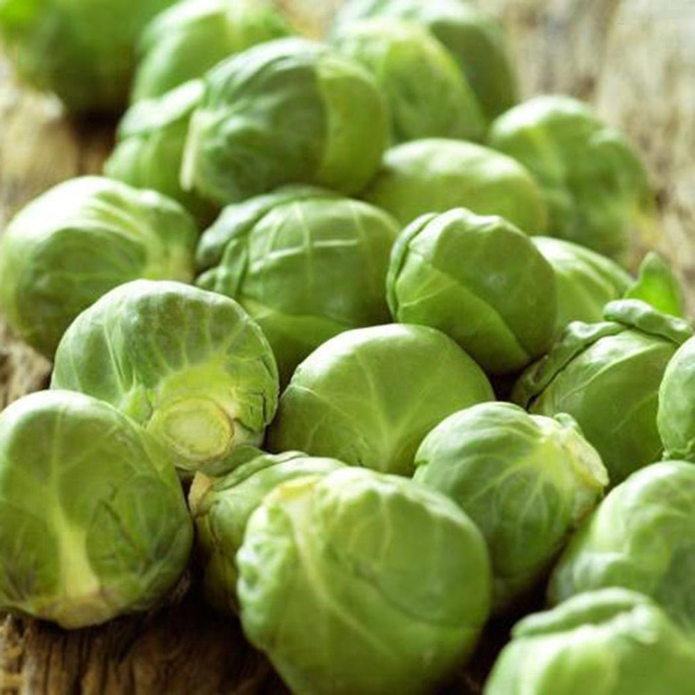 100Pcs Home Organic Vegetables Brussels Sprouts Cabbage Brassica Oleracea Seeds