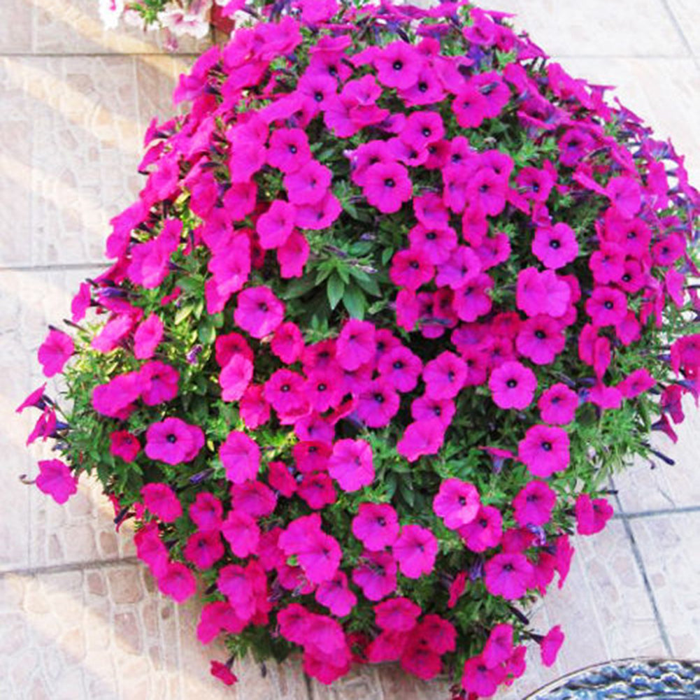 50Pcs Morning Glory Seeds Hanging Petunia Home Garden Potted Flowers Ornament