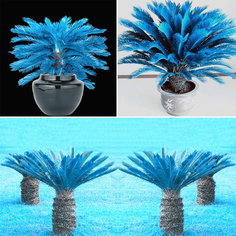 100 Pcs Blue Sago Palm Tree Seeds Cycad Bonsai Planting Home Garden Decoration