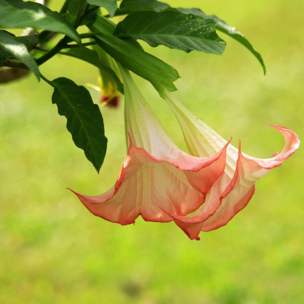 40Pcs Beautiful Red Mandala Datura Seeds Garden Yard Plant Flower Ornament
