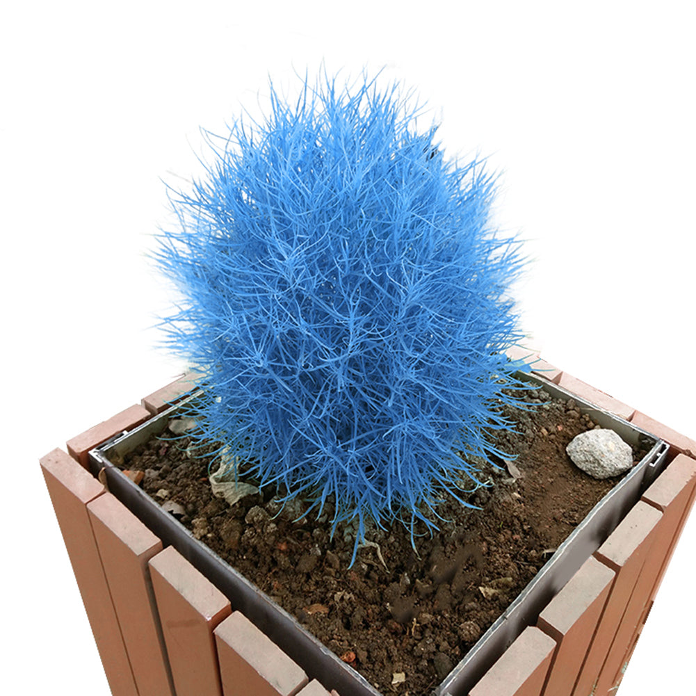 50Pcs Rare Blue Pearl Chlorophytum Seeds Potted Plant Anti Radiation Home Decor