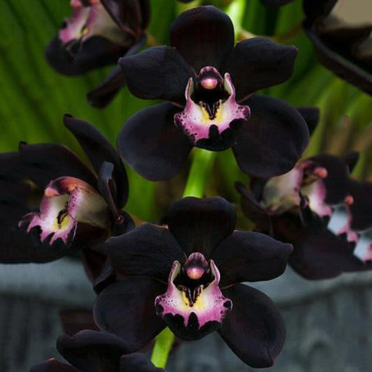 100Pcs Rare Black Cymbidium Faberi Orchid Flower Seeds Home Garden Decoration