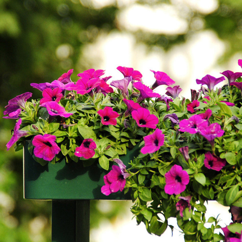 50Pcs Morning Glory Seeds Hanging Petunia Home Garden Potted Flowers Ornament