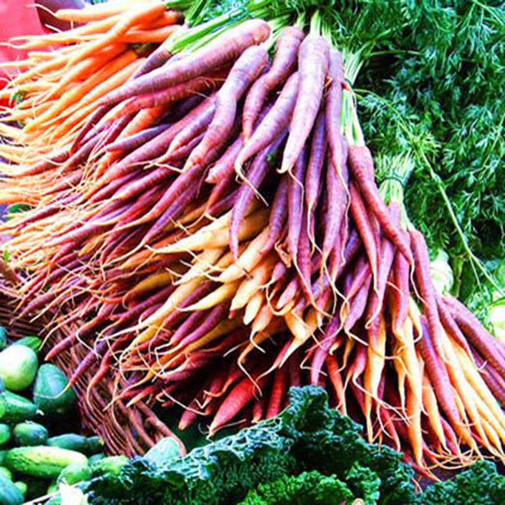 100 Pcs Purple Dragon Carrot Seeds Stunning Heirloom Delicious Vegetable Fruit