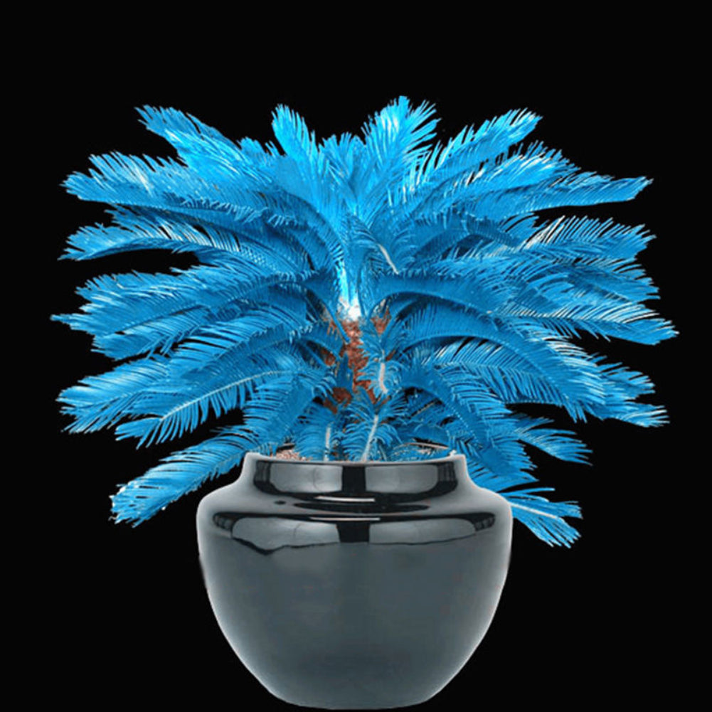 100 Pcs Blue Sago Palm Tree Seeds Cycad Bonsai Planting Home Garden Decoration